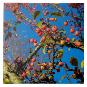 Caranguejo se aplica contra Azulejo cerâmico do cé