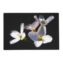 Cardamine Pratensis Flowers pmcna