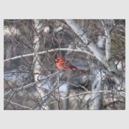 Cardeal 2926 - Papel Tecido