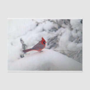 Cardeal 6239 Papel Tecido