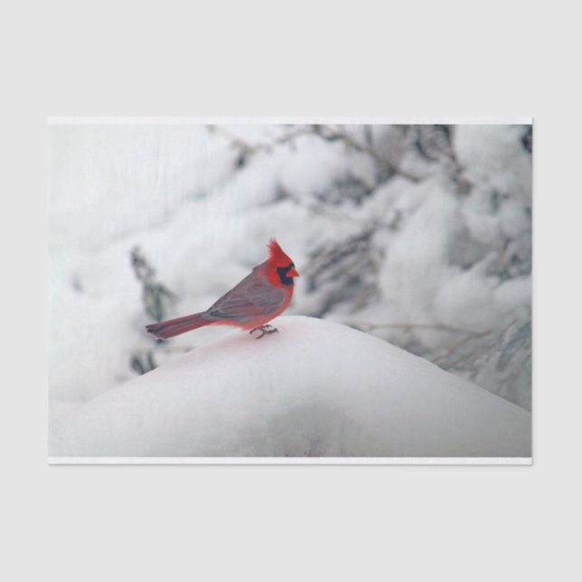 Cardeal 6239 Papel Tecido (Frente )