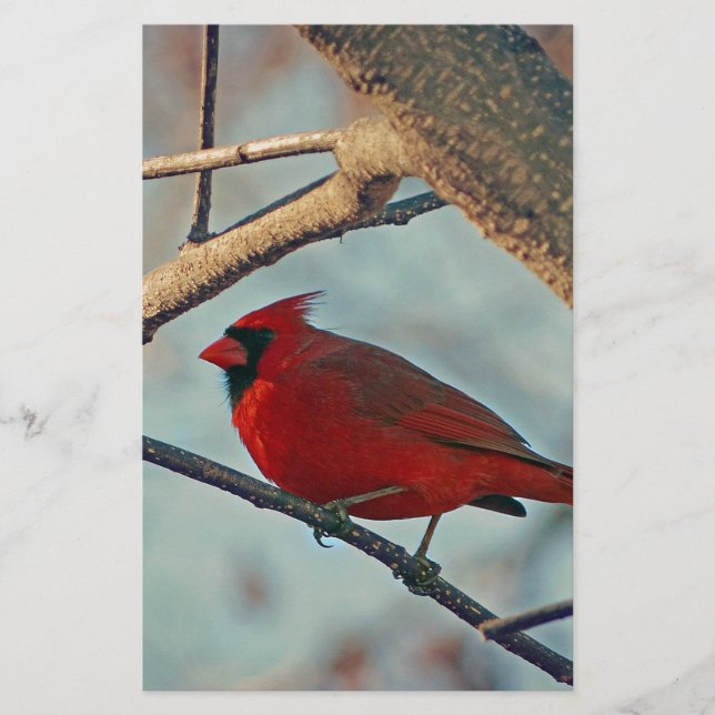 Cardeal bonito (Frente)