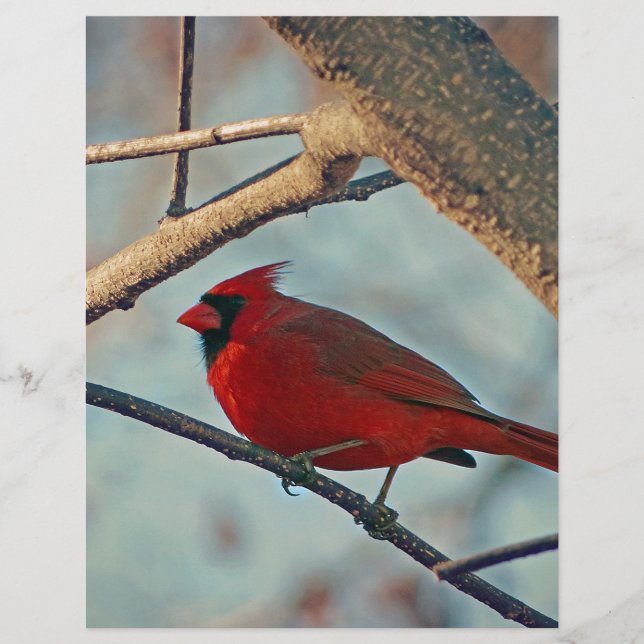 Cardeal bonito (Frente)