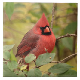 Cardeal de norte em árvore no início do outono