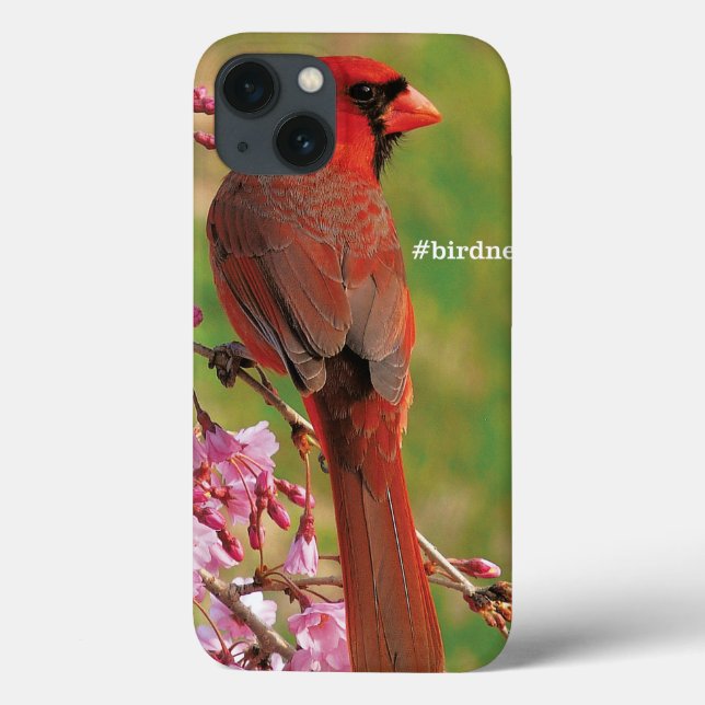 Cardeal do norte (Verso)