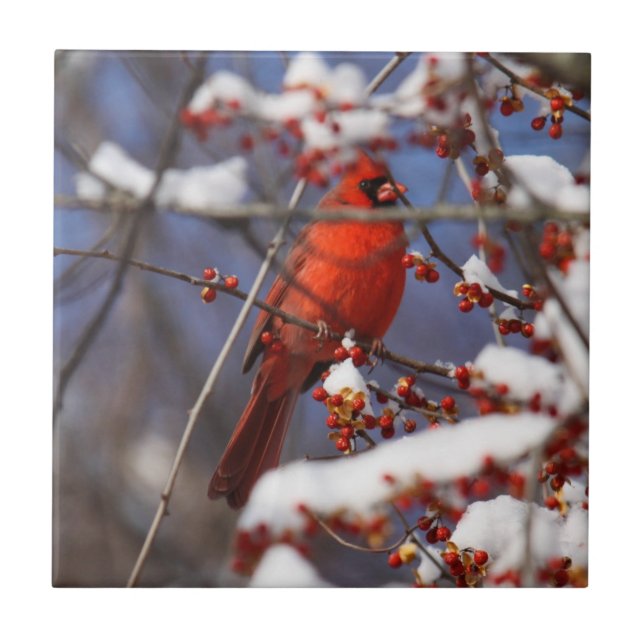 Cardeal do norte (Frente)