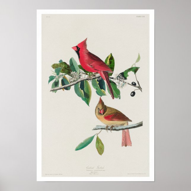 Cardeal Grosbeak por Poster de Audubon (Frente)