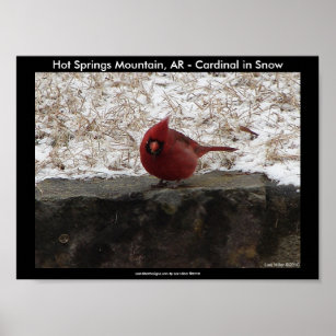 Cardeal Hot Primavera Nat. Park Mountain Poster II