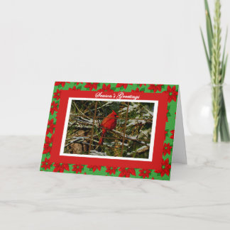 Cardeal no cartão de Natal coberto de neve do ramo