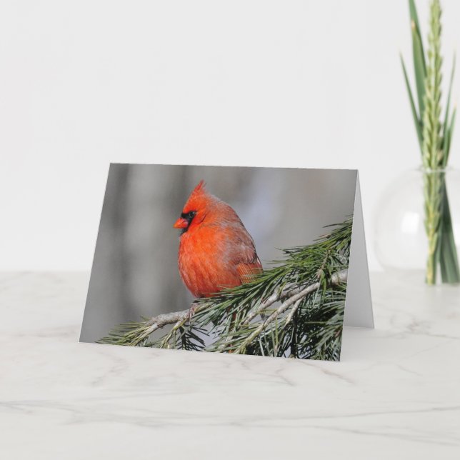 Cardeal nos cartões de saudação da neve (Frente)