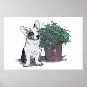Cardigan Welsh Corgi Impressão ~ Blue Merle