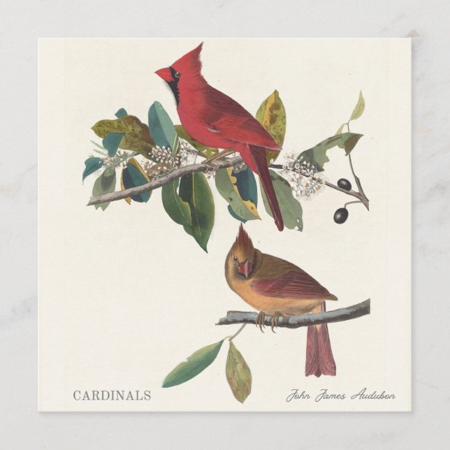 Cardinais por John James Audubon (Frente)