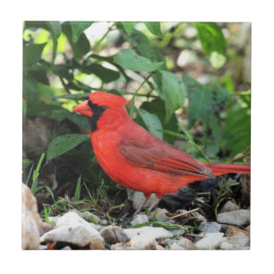 Cardinal