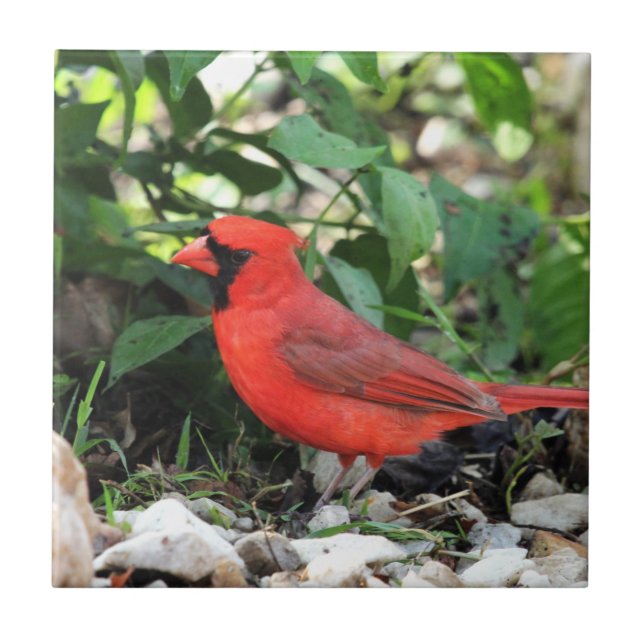 Cardinal (Frente)
