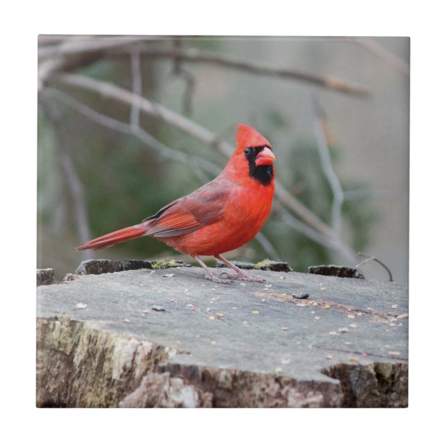 Cardinal (Frente)