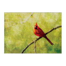 Cardinal Bird Art Acrylic Print | Nature Decor