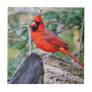 Cardinal Crimson