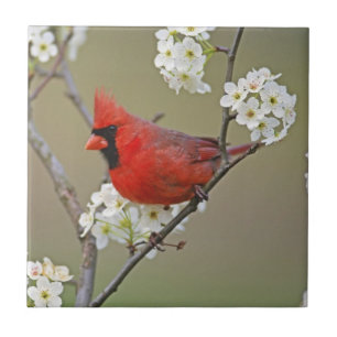 Cardinal-do-norte
