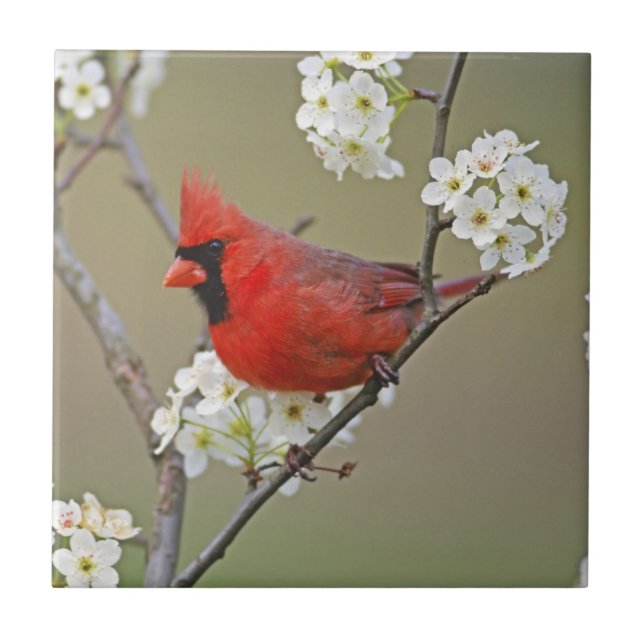Cardinal-do-norte (Frente)