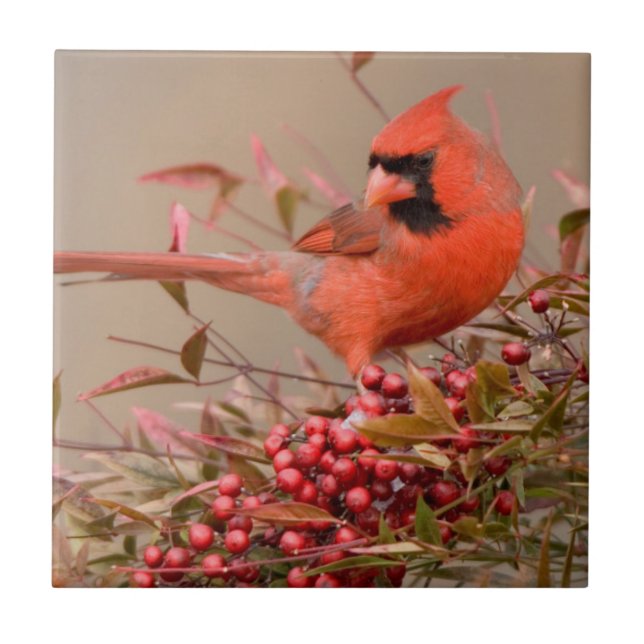 Cardinal do Norte em Bambu Celestial Nandina (Frente)