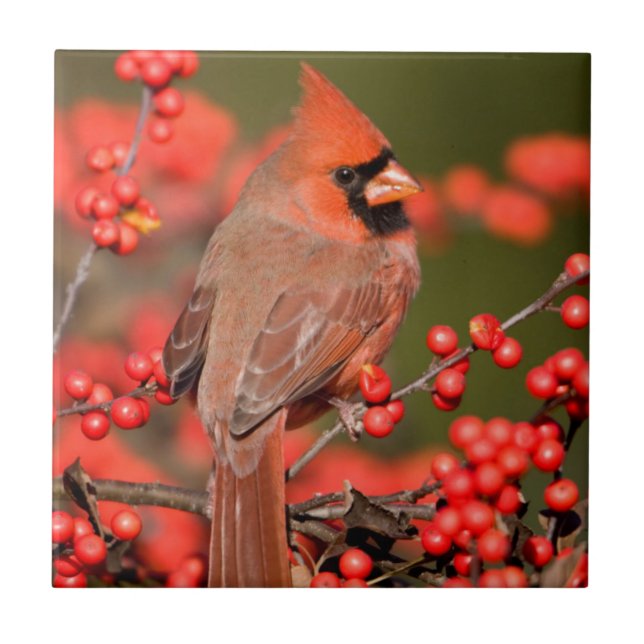 Cardinal-do-norte em Winterberry Comum (Frente)
