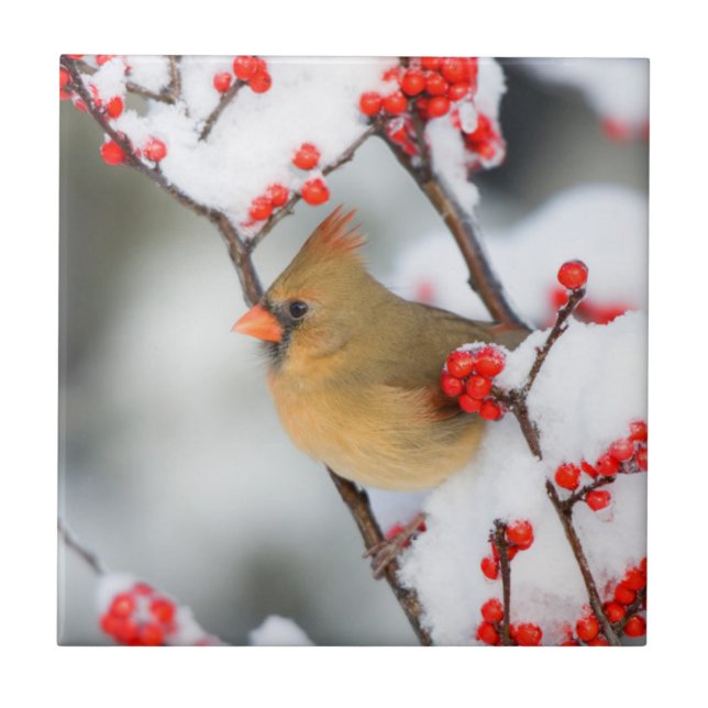 Cardinal-do-norte fêmea em Winterberry-comum (Frente)