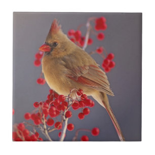 Cardinal-do-norte fêmea entre espinheiro