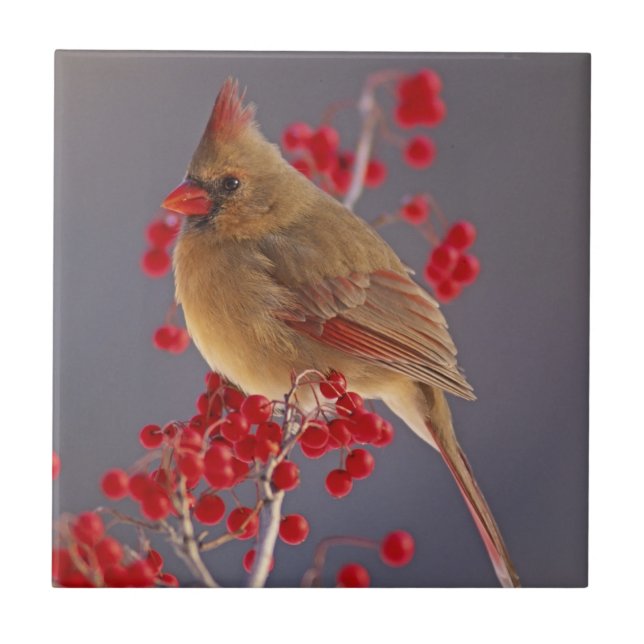 Cardinal-do-norte fêmea entre espinheiro (Frente)