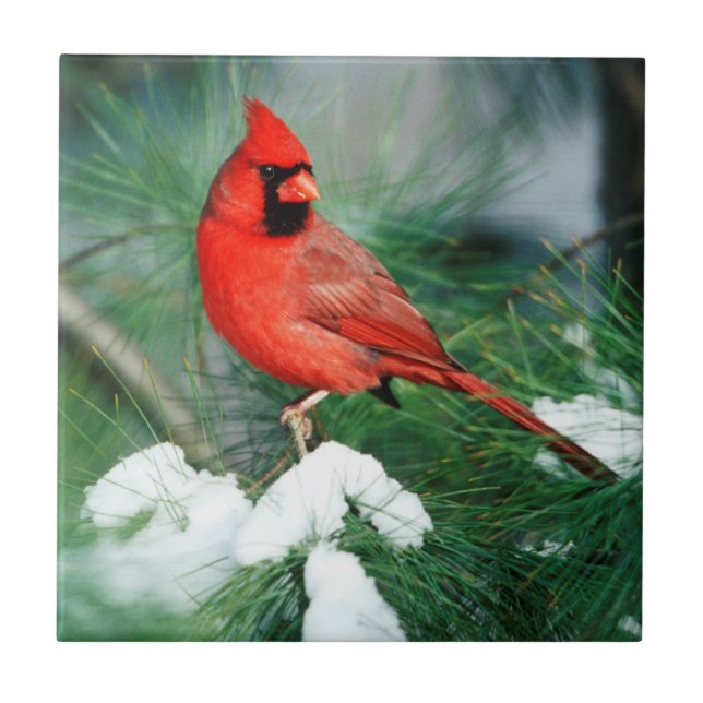 Cardinal-do-norte macho na árvore, IL (Frente)