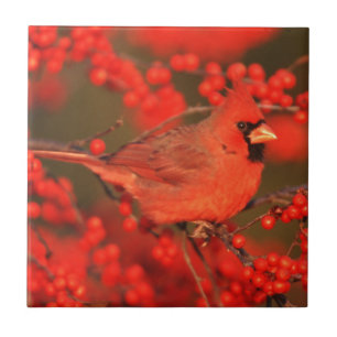 Cardinal do Norte macho vermelho, IL