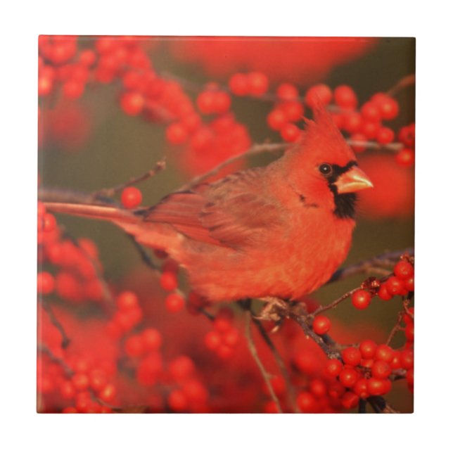 Cardinal do Norte macho vermelho, IL (Frente)
