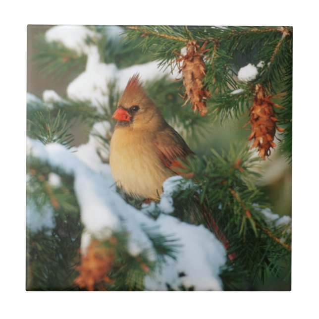 Cardinal do norte na árvore, Illinois (Frente)
