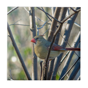 Cardinal feminino