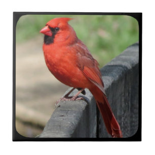 CARDINAL NA FENCE-2