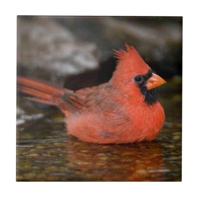 Cardinal-vermelho-macho-banhando-se (Frente)