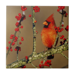 Cardinal-vermelho macho empoleirado, IL