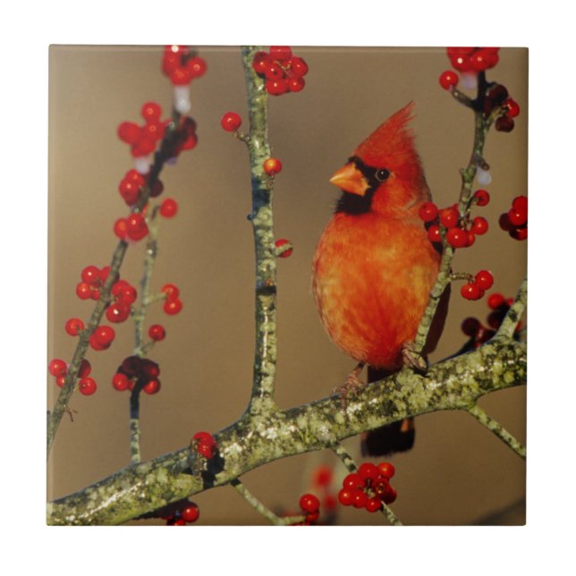 Cardinal-vermelho macho empoleirado, IL (Frente)