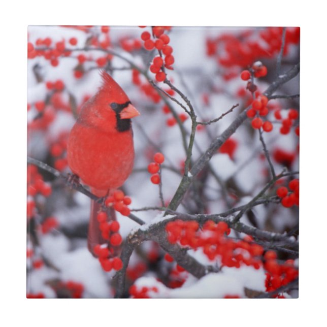 Cardinal-vermelho macho, Inverno, IL (Frente)