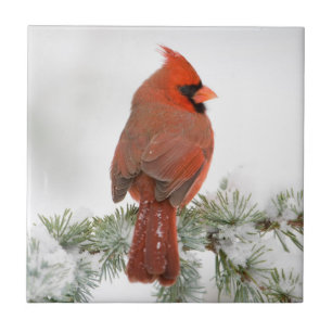 Cardinal-vermelho macho no Cedro-do-Atlas Azul
