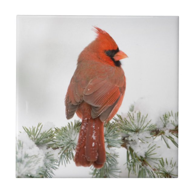 Cardinal-vermelho macho no Cedro-do-Atlas Azul (Frente)