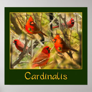 Cardinalis - POSTER - colagem dos cardeais