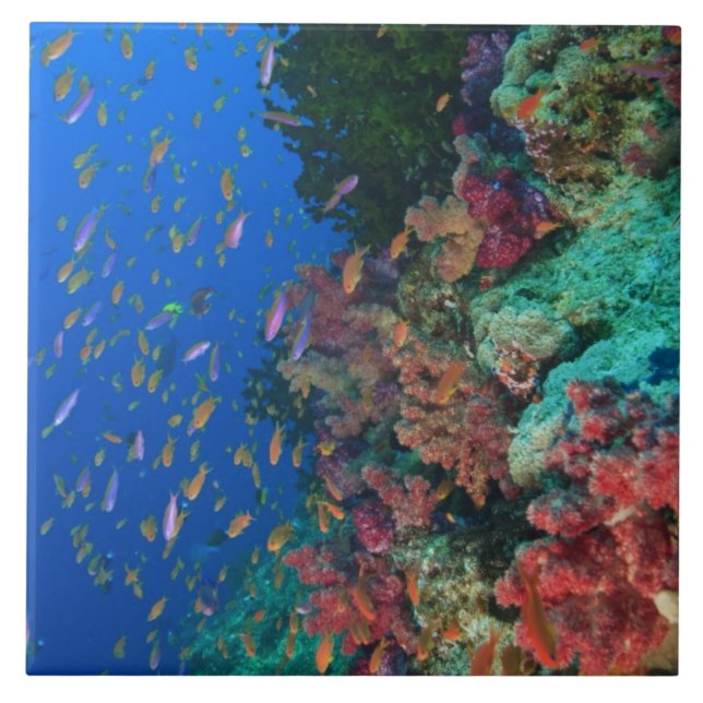 Cardumes de Anthias Fadas (Pseudanthias (Frente)