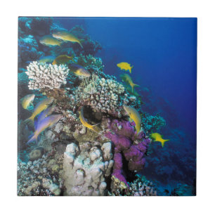 Cardumes de Salmonete em torno de pequeno coral