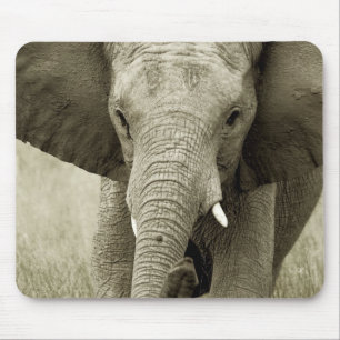 Carga do elefante africano, mousepads do safari