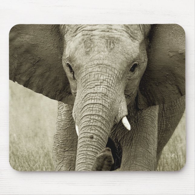 Carga do elefante africano, mousepads do safari (Frente)