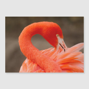 Caribe flamingo