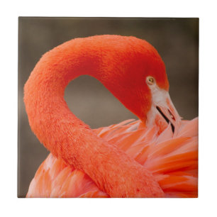 Caribe flamingo