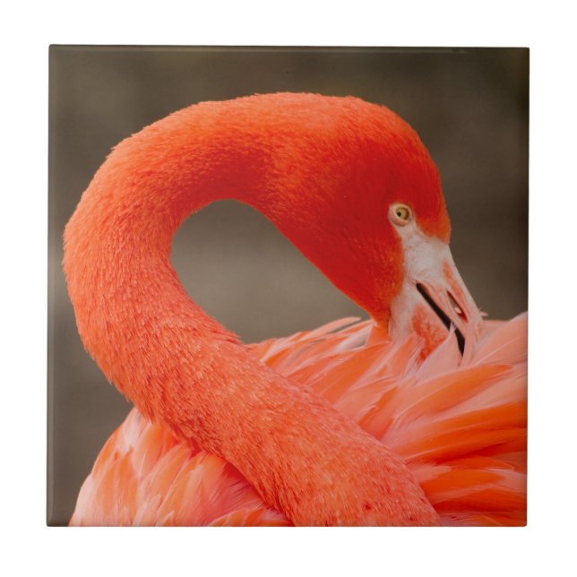 Caribe flamingo (Frente)