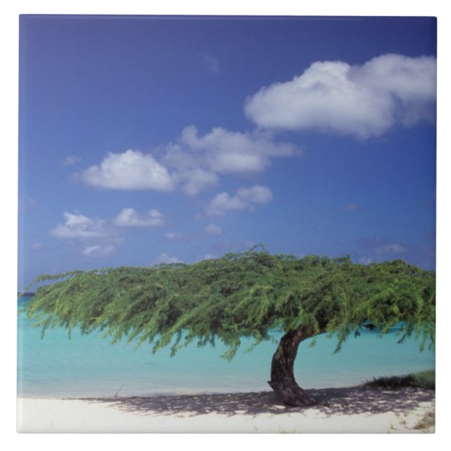 Caribenho, Aruba. Praia Eagle (Frente)