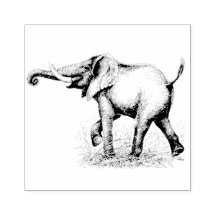 Animais Safari Elefantes